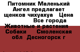 Питомник Маленький Ангел предлагает щенков чихуахуа › Цена ­ 10 000 - Все города Животные и растения » Собаки   . Смоленская обл.,Десногорск г.